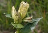 Gentiana punctata. Верхушка цветущего растения. Чехия, Оломоуцкий край, природный заповедник Jeseníky, субальпийский луг. 15.06.2017.