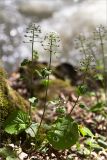 Pachyphragma macrophyllum. Отцветающее растение с завязавшимися плодами. Грузия, г. Боржоми, Центральный парк Боржоми, берег р. Боржомула, лужайка. 01.05.2017.