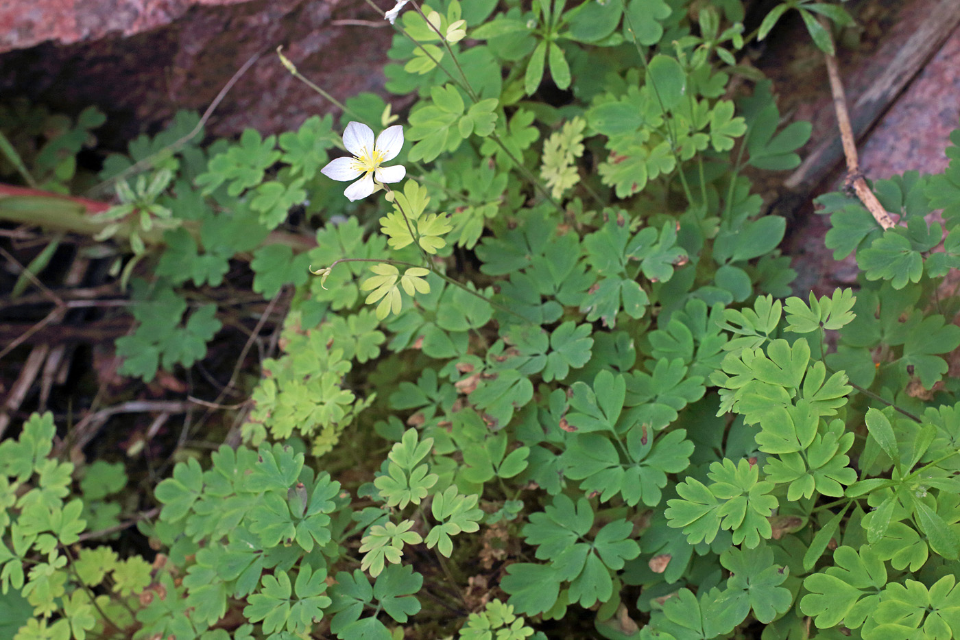 Изображение особи Paropyrum anemonoides.