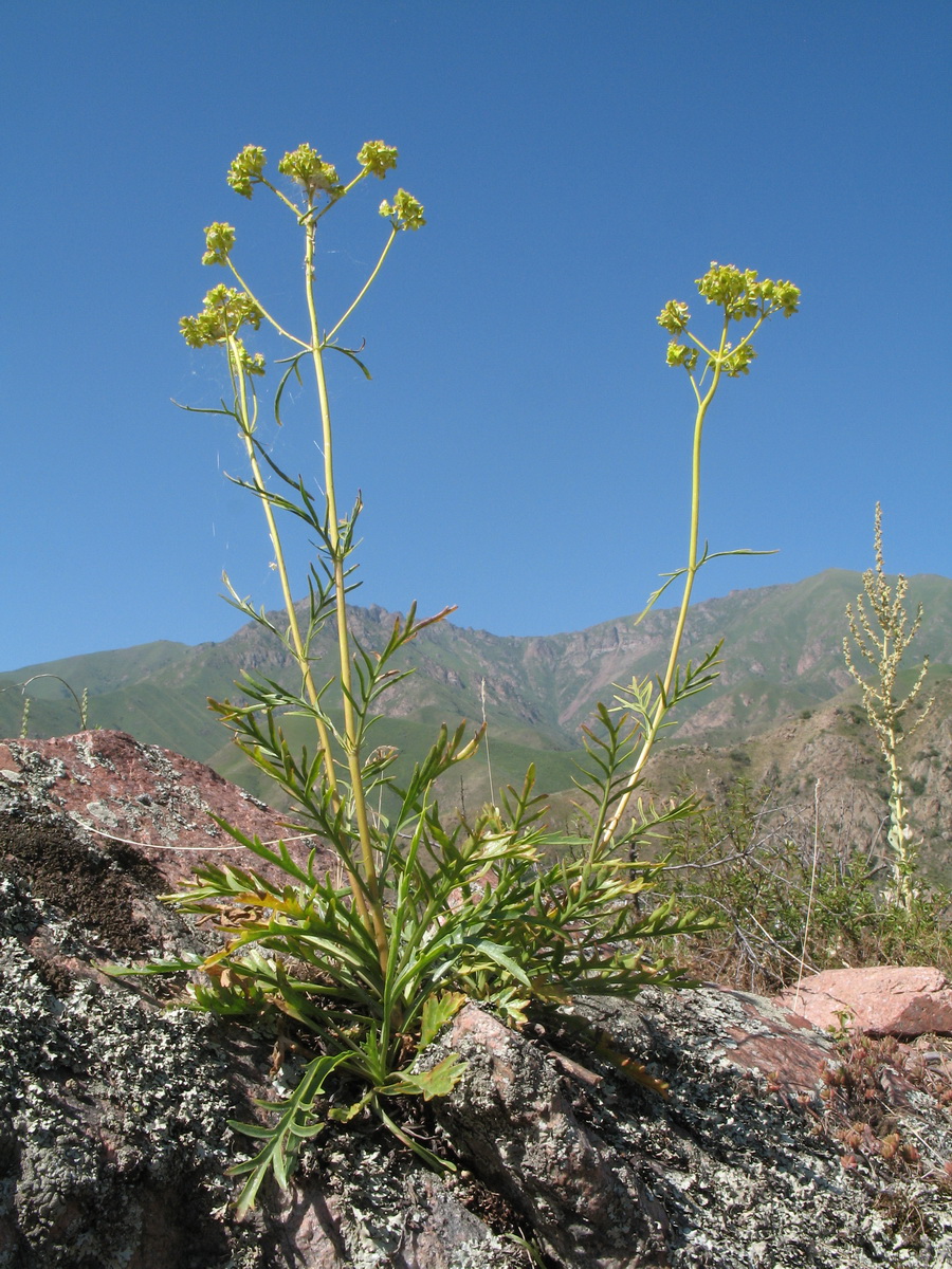 Image of Patrinia intermedia specimen.