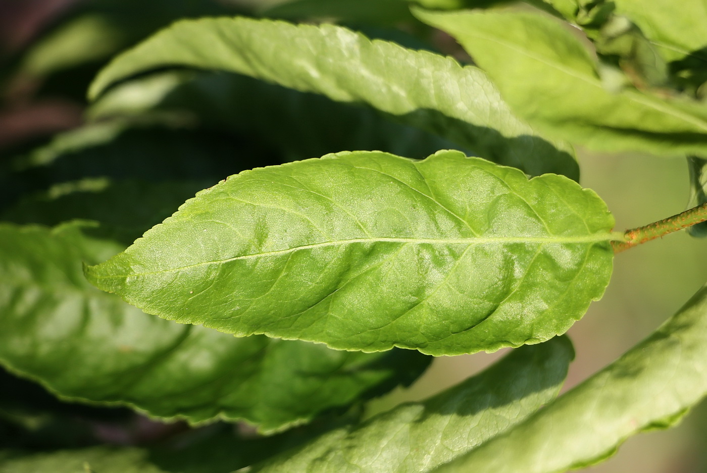 Image of Euonymus verrucosus specimen.