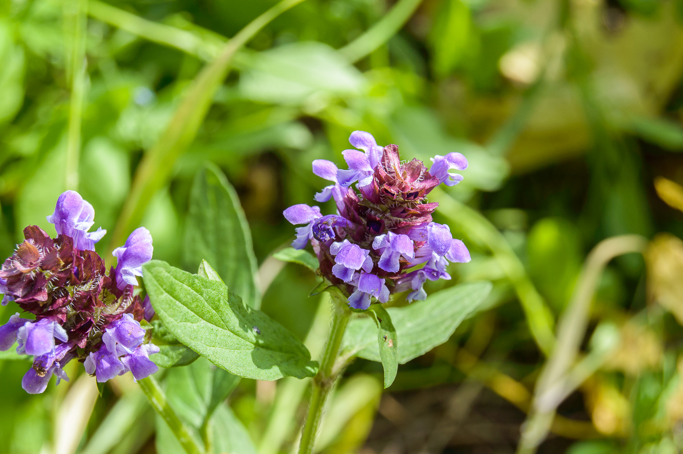 Изображение особи Prunella vulgaris.