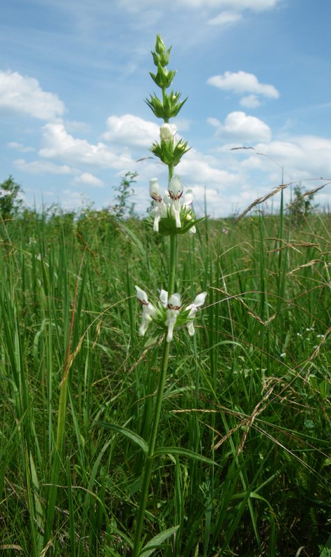 Image of Stachys atherocalyx specimen.