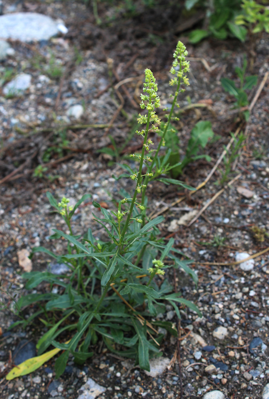 Изображение особи Reseda lutea.