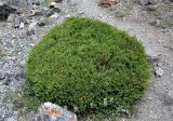 Juniperus turkestanica