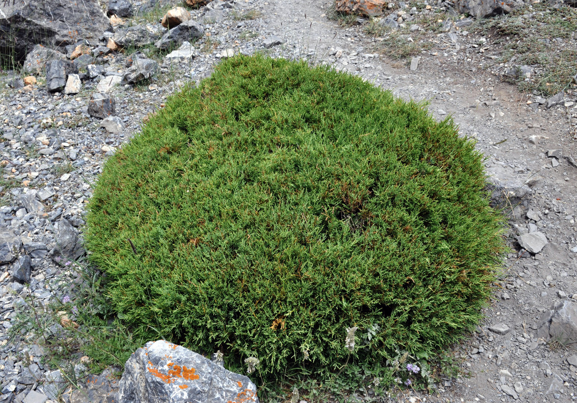 Изображение особи Juniperus turkestanica.