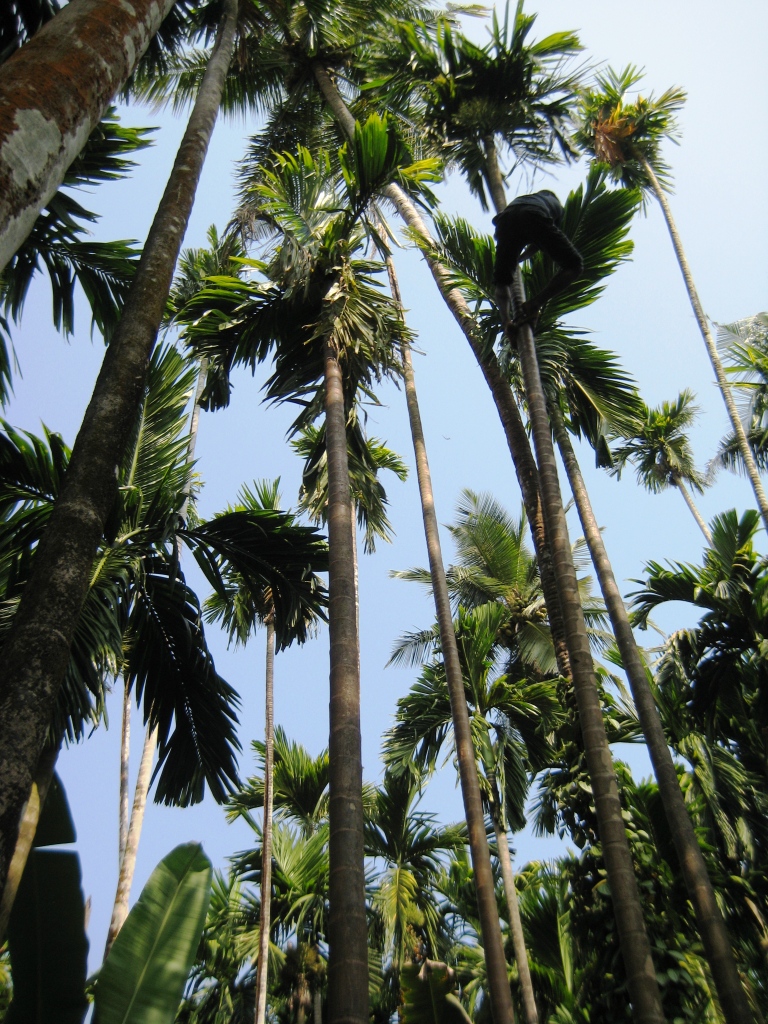 Image of Areca catechu specimen.