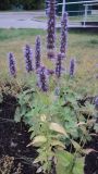 род Agastache