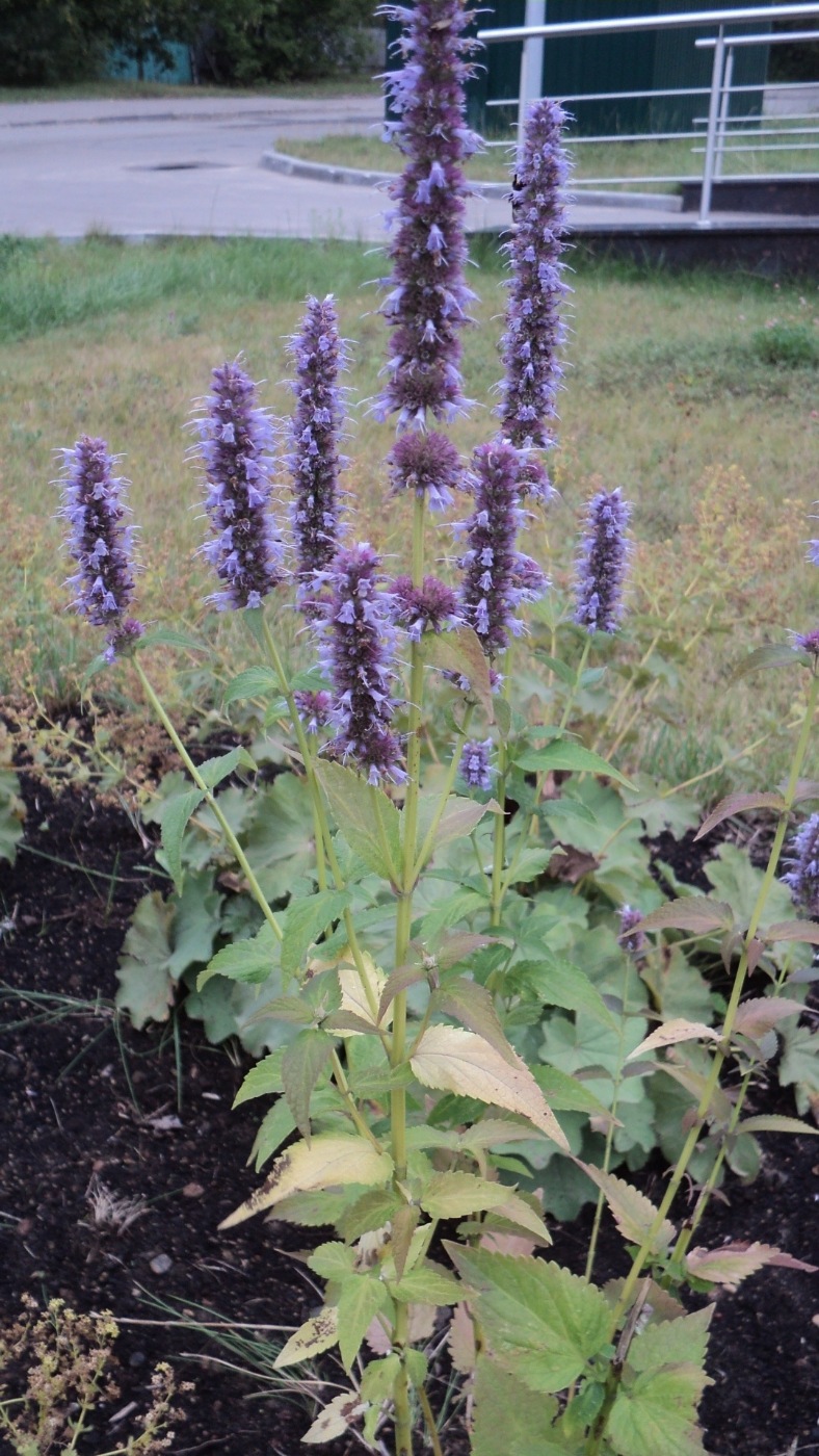 Изображение особи род Agastache.