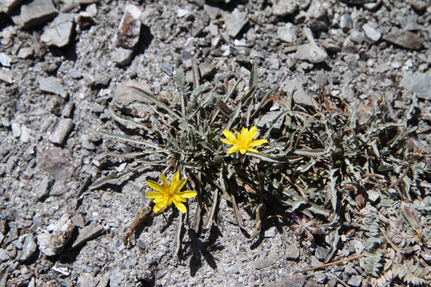 Изображение особи род Taraxacum.