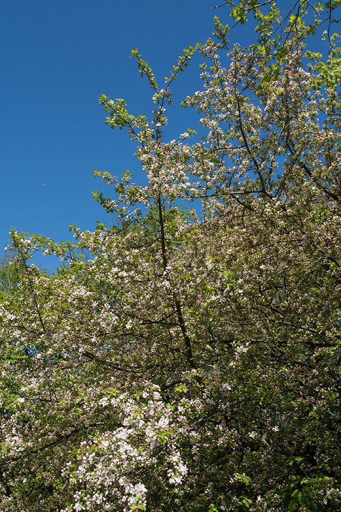 Изображение особи Malus domestica.