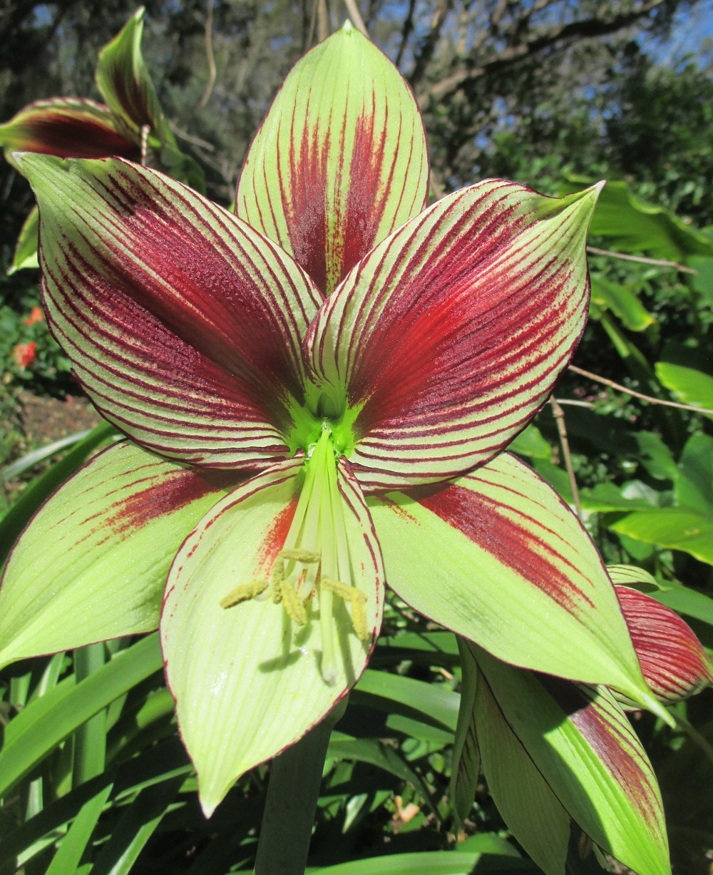 Изображение особи Hippeastrum papilio.