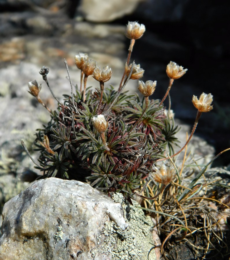 Image of Armeria pubigera specimen.