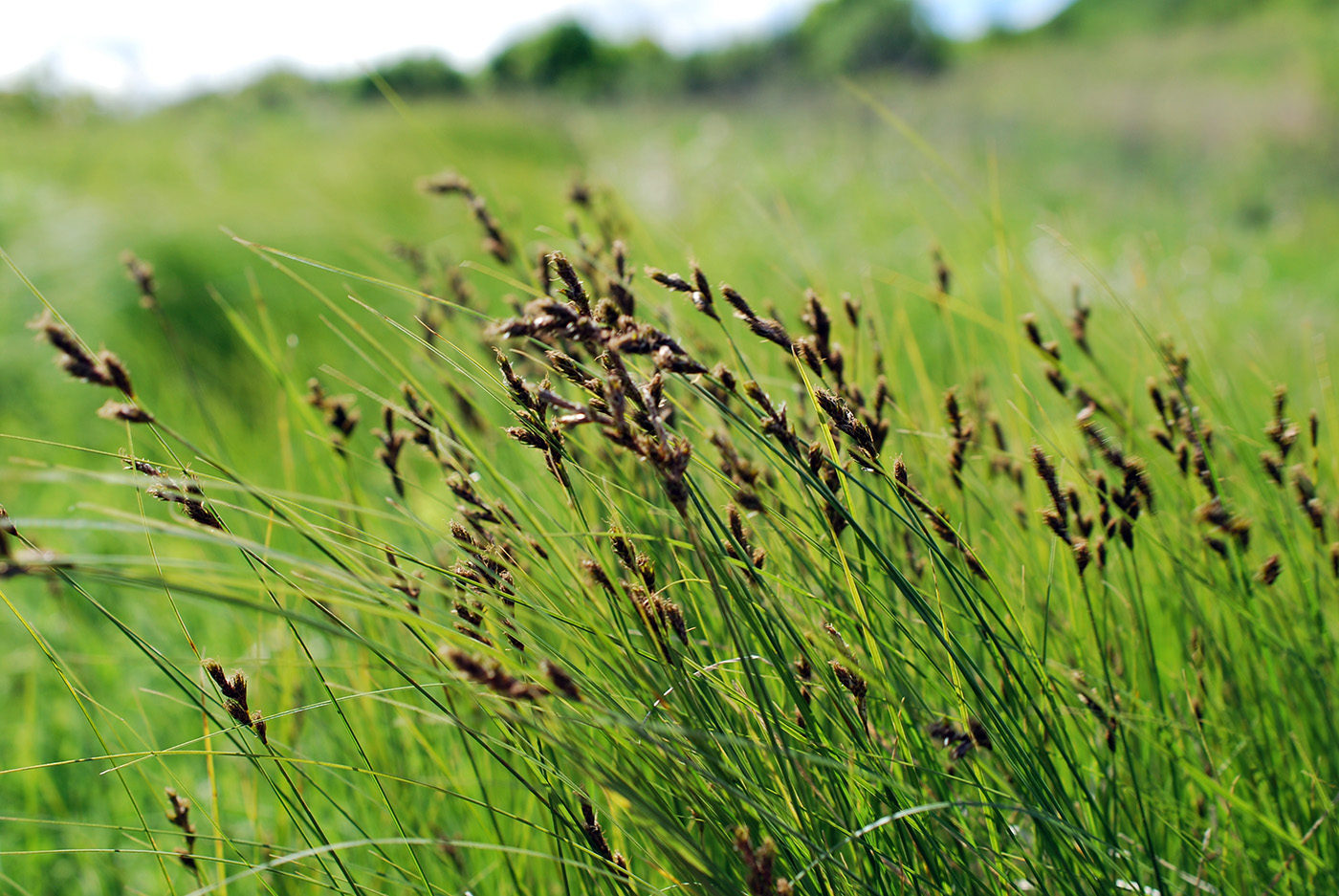 Изображение особи Carex praecox.