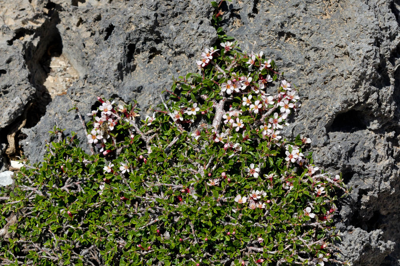 Image of Cerasus prostrata specimen.