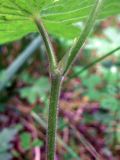 Geranium sylvaticum