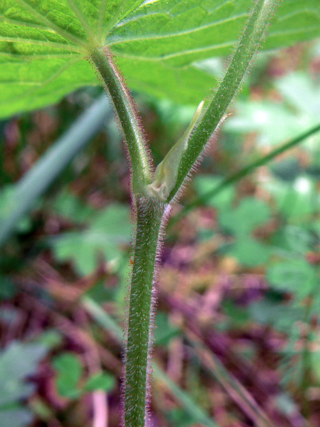 Изображение особи Geranium sylvaticum.