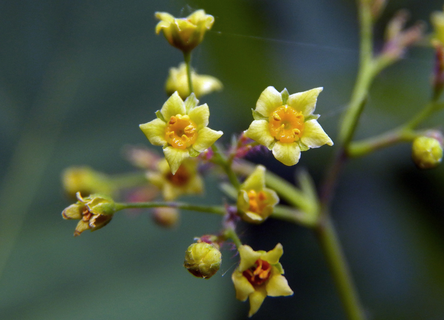 Изображение особи Cotinus coggygria.