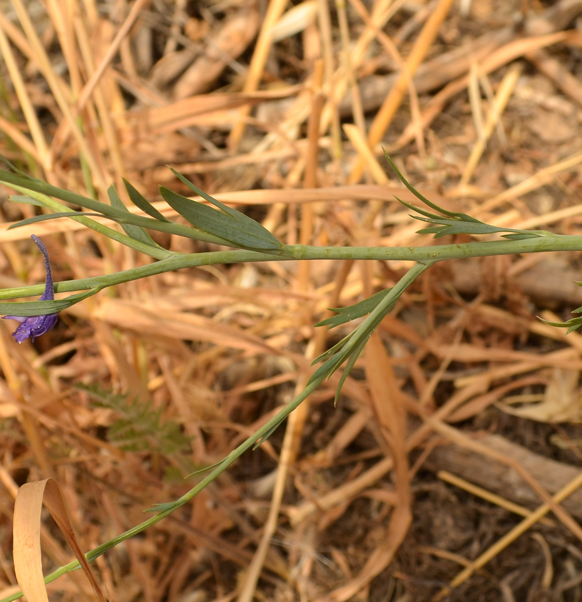 Image of Delphinium peregrinum specimen.