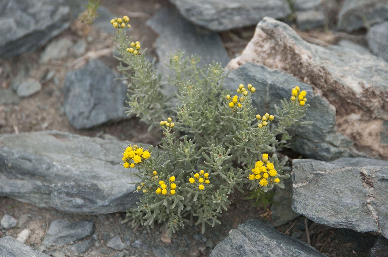 Изображение особи Ajania fruticulosa.