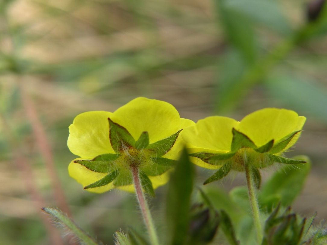 Изображение особи Potentilla heptaphylla.