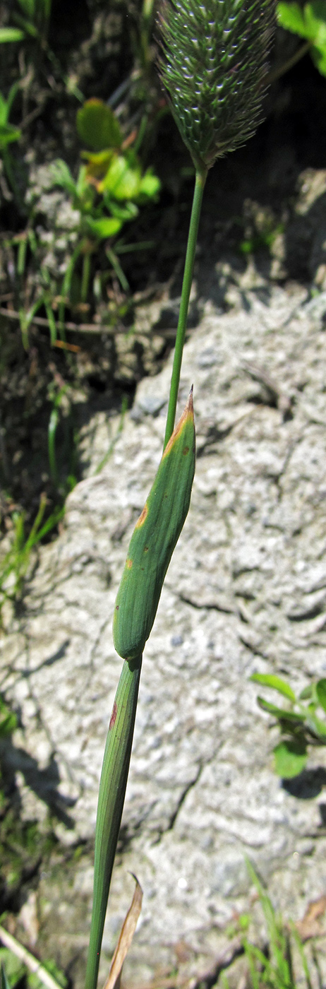 Image of Phleum alpinum specimen.