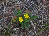 Potentilla bifurca