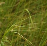 genus Stipa