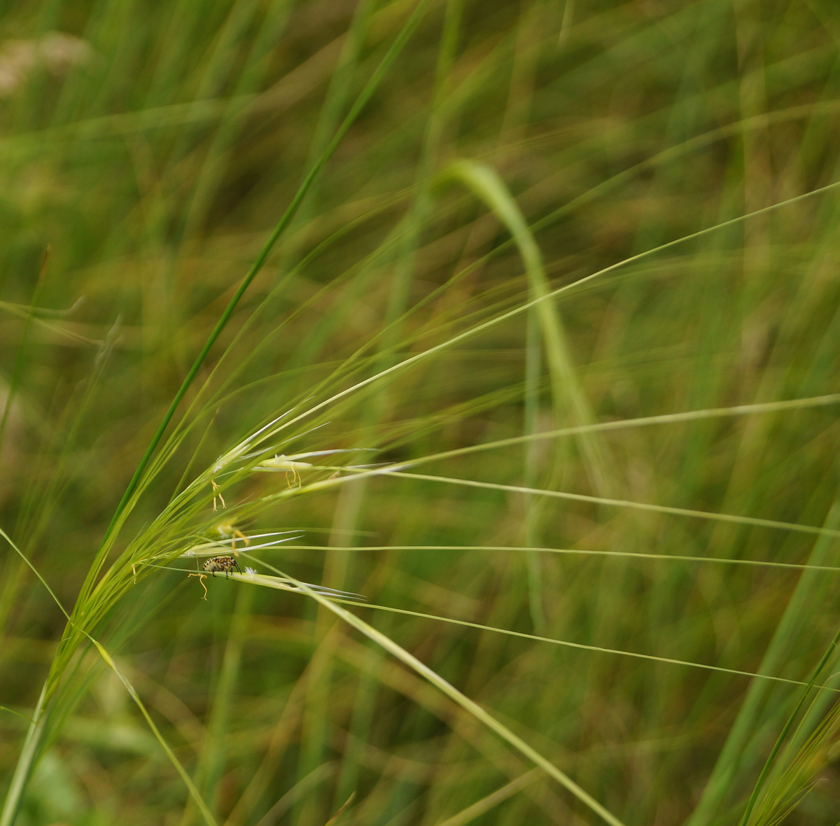 Image of genus Stipa specimen.