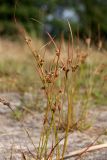 Juncus tenuis