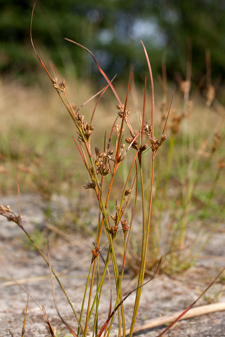 Изображение особи Juncus tenuis.