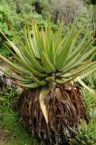 Aloe lineata