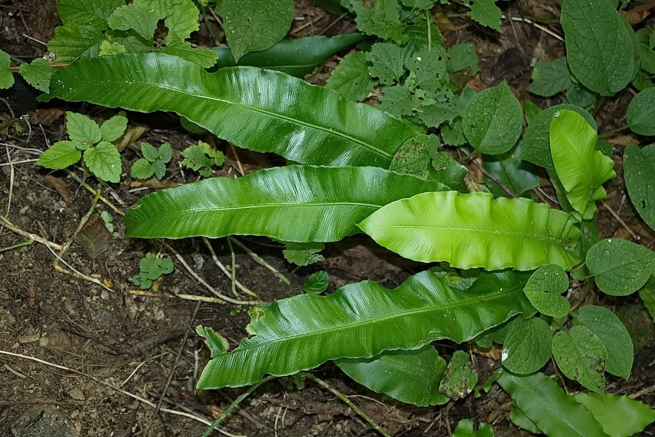 Image of Phyllitis scolopendrium specimen.