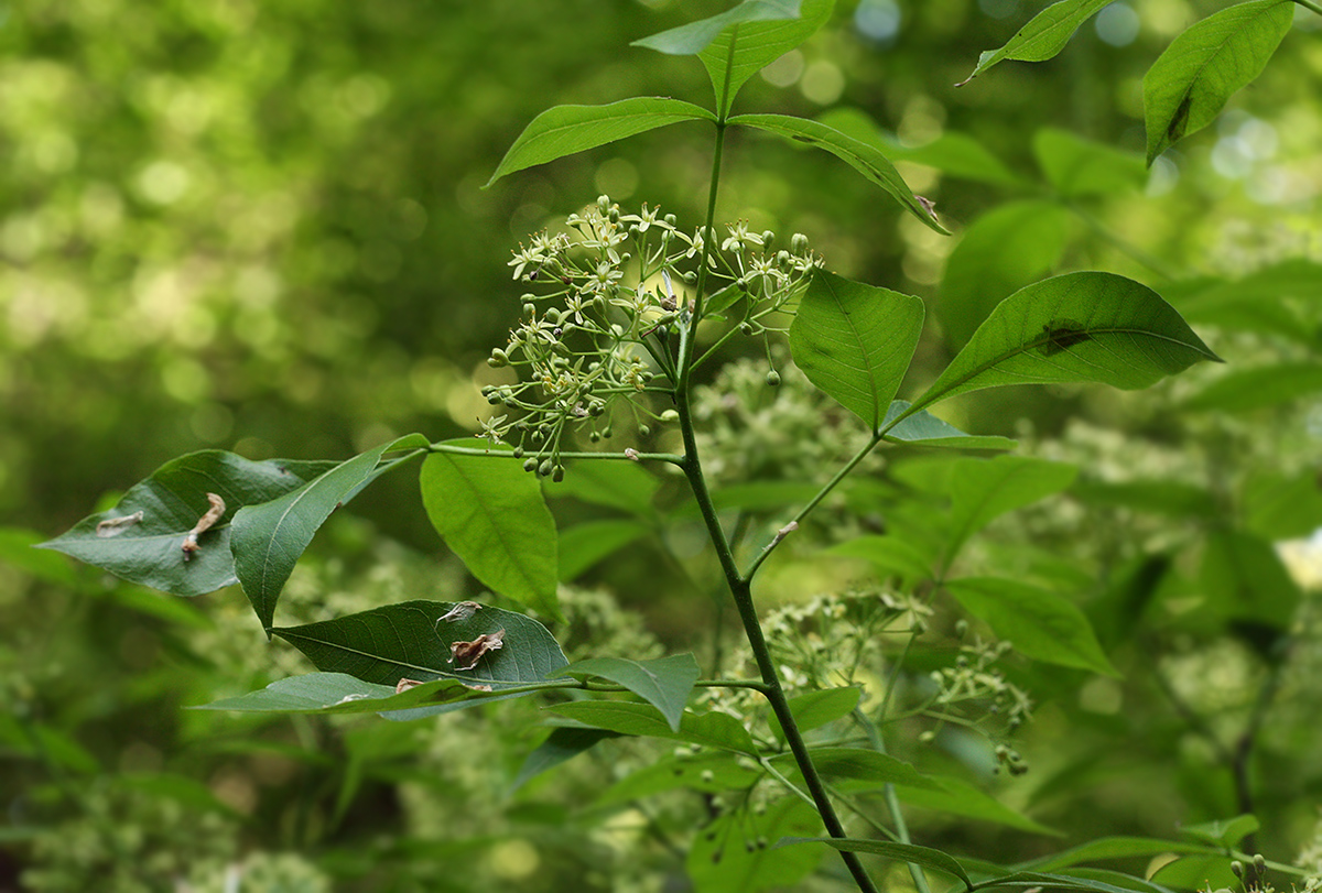 Изображение особи Ptelea trifoliata.