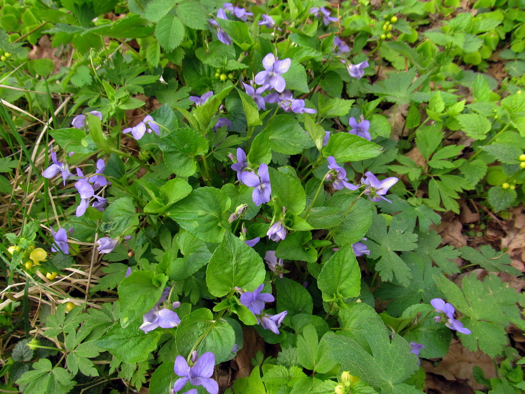 Image of Viola reichenbachiana specimen.