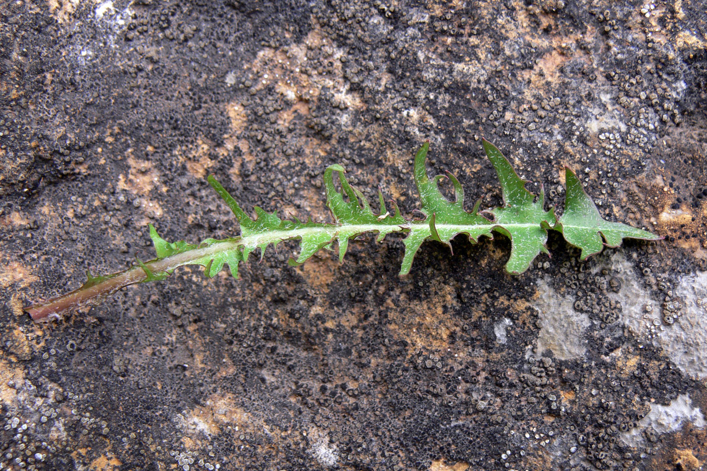 Изображение особи Taraxacum pectinatiforme.