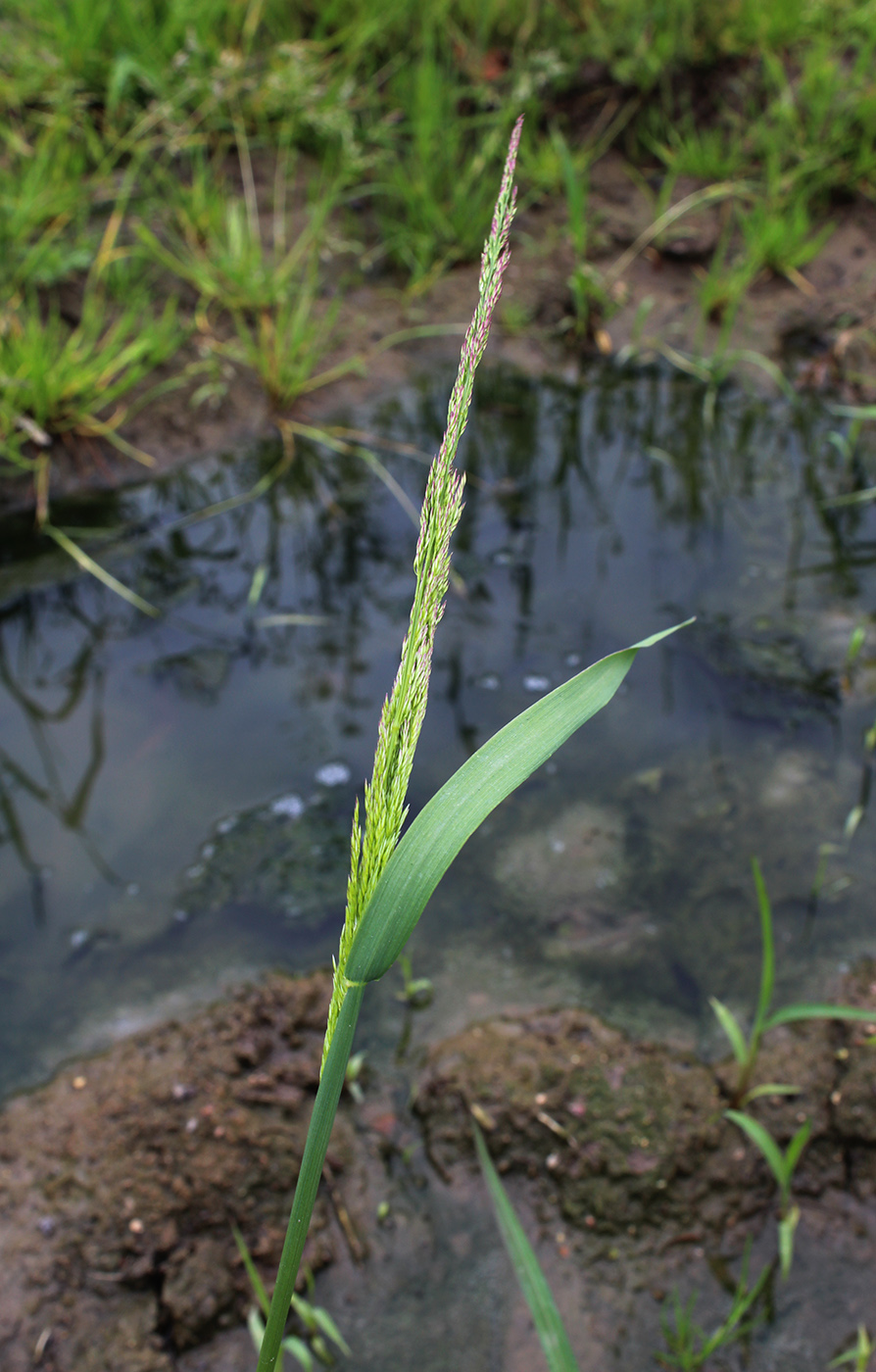 Изображение особи Agrostis gigantea.