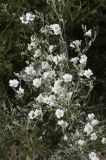 Cerastium biebersteinii