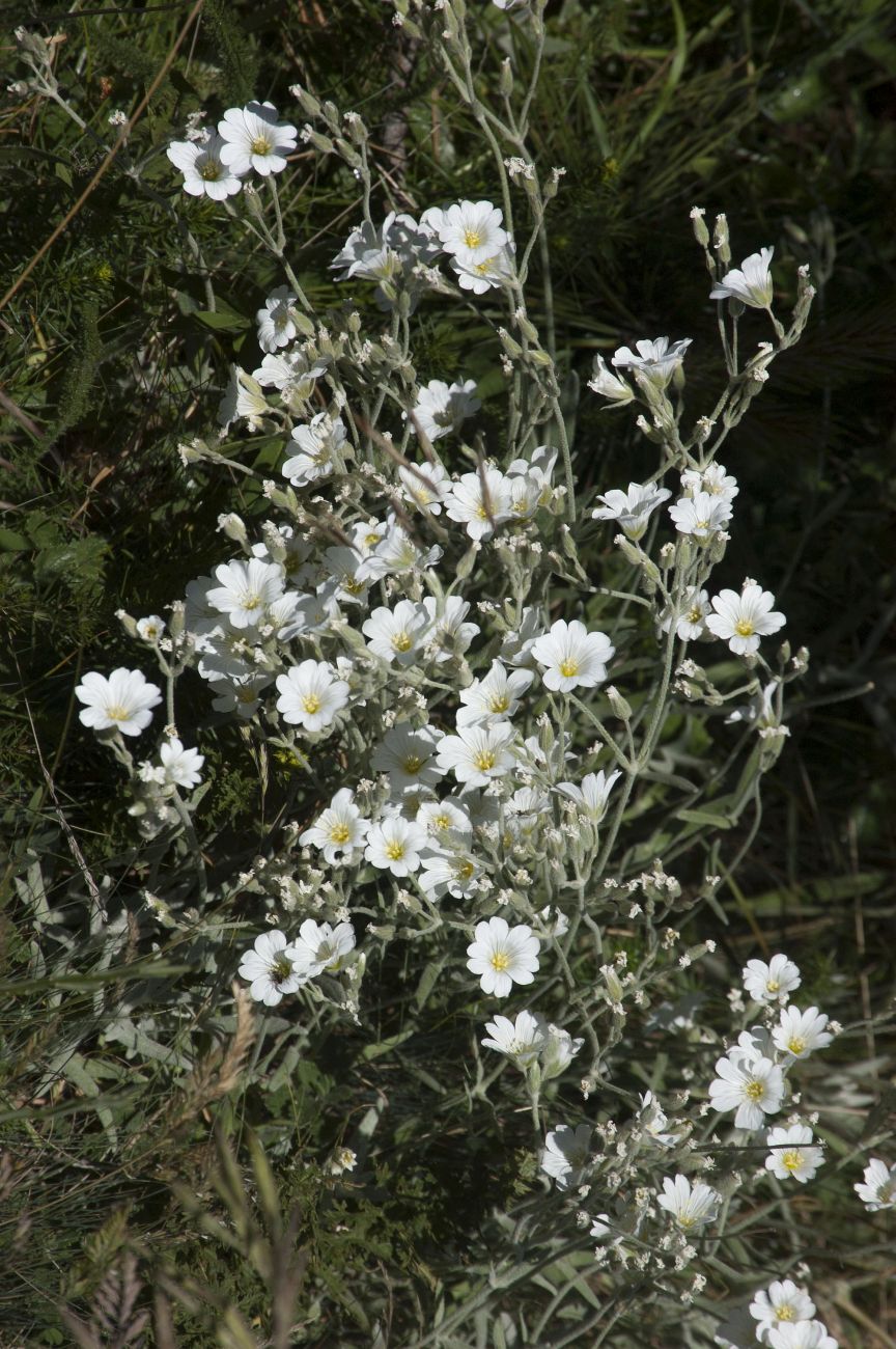 Image of Cerastium biebersteinii specimen.