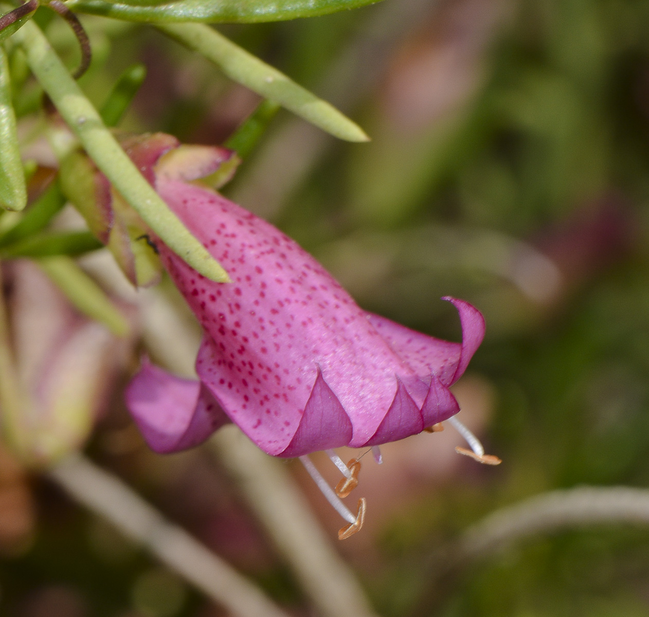 Image of Eremophila alternifolia specimen.