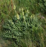 Astragalus follicularis