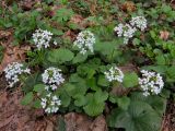 Pachyphragma macrophyllum