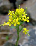 Erysimum cheiranthoides. Верхушка цветущего растения. Якутия, Мирнинский р-н, окр. пос. Светлый, обочина грунтовой дороги. 19.06.2009.