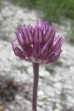 Allium nathaliae разновидность tepekermensis. Соцветие. Крым, Бахчисарайский р-н, гора Тепе-Кермен. 29.05.2018.