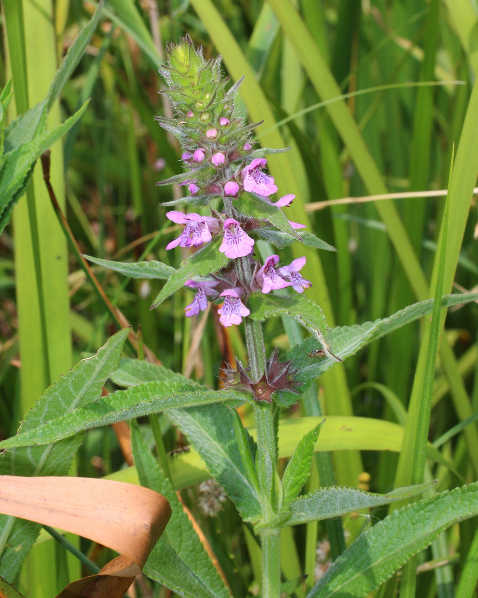 Image of Stachys palustris specimen.