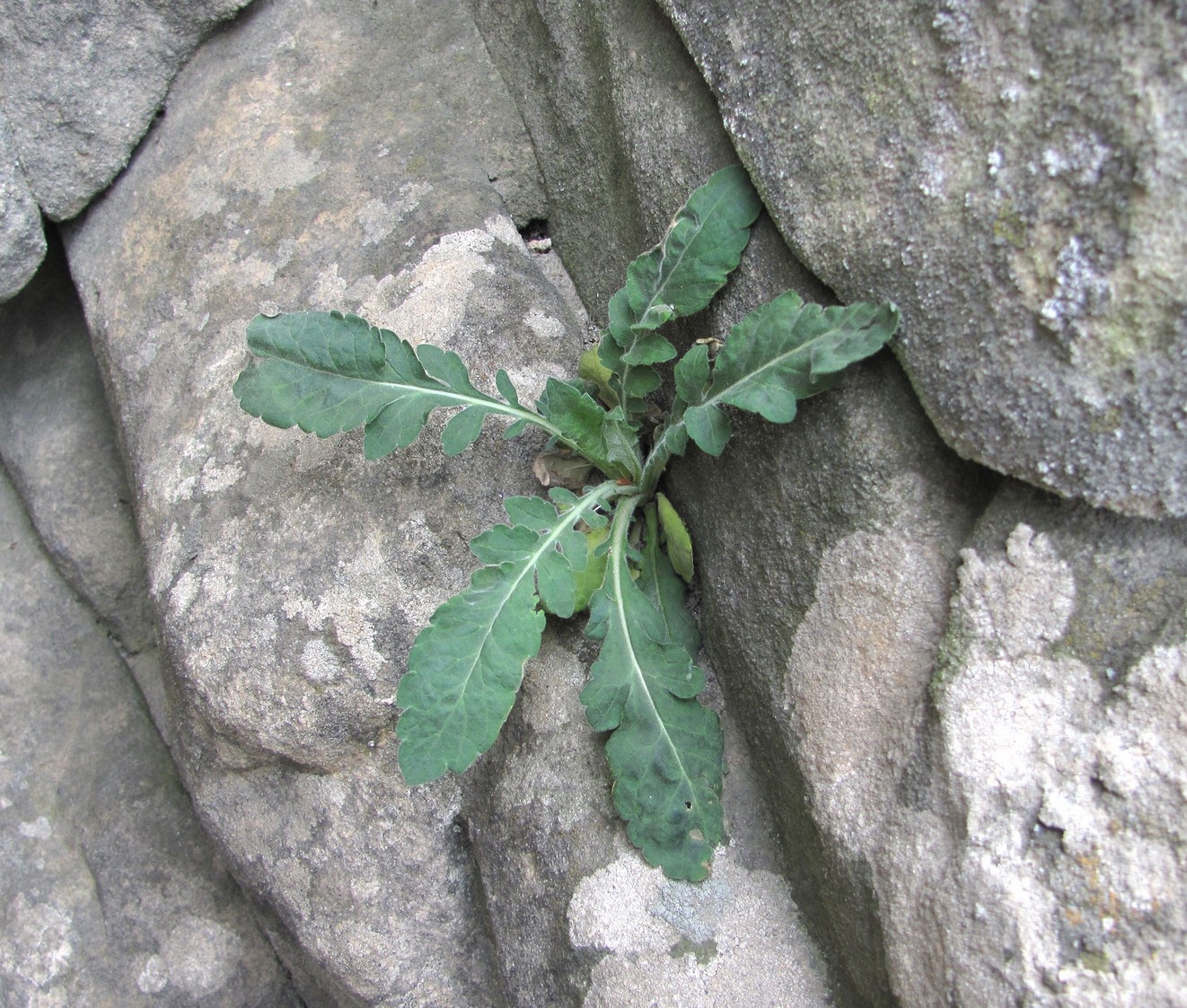 Image of class Magnoliopsida specimen.