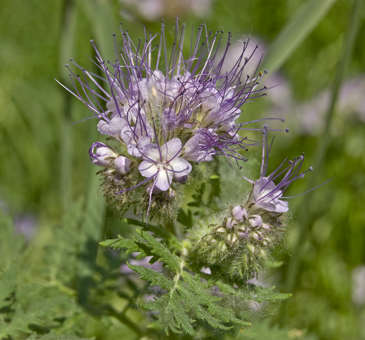 Image of Phacelia tanacetifolia specimen.