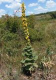 род Verbascum. Цветущее растение. Украина, Днепропетровская обл., Апостоловский р-н, Токовский сельский совет, степной участок к югу от Токовских водопадов. 04.08.2018.