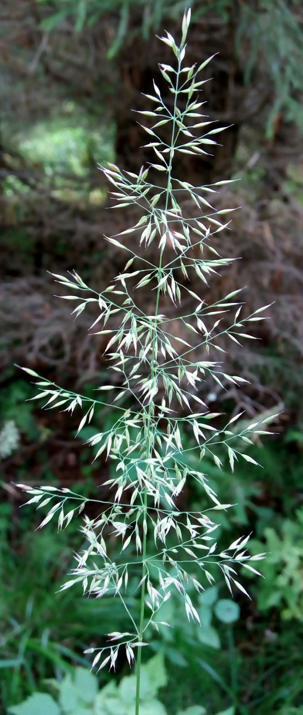 Изображение особи Calamagrostis arundinacea.