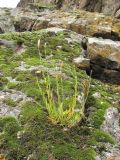 Silene linearifolia